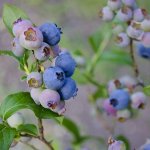 Blueberry-Bush