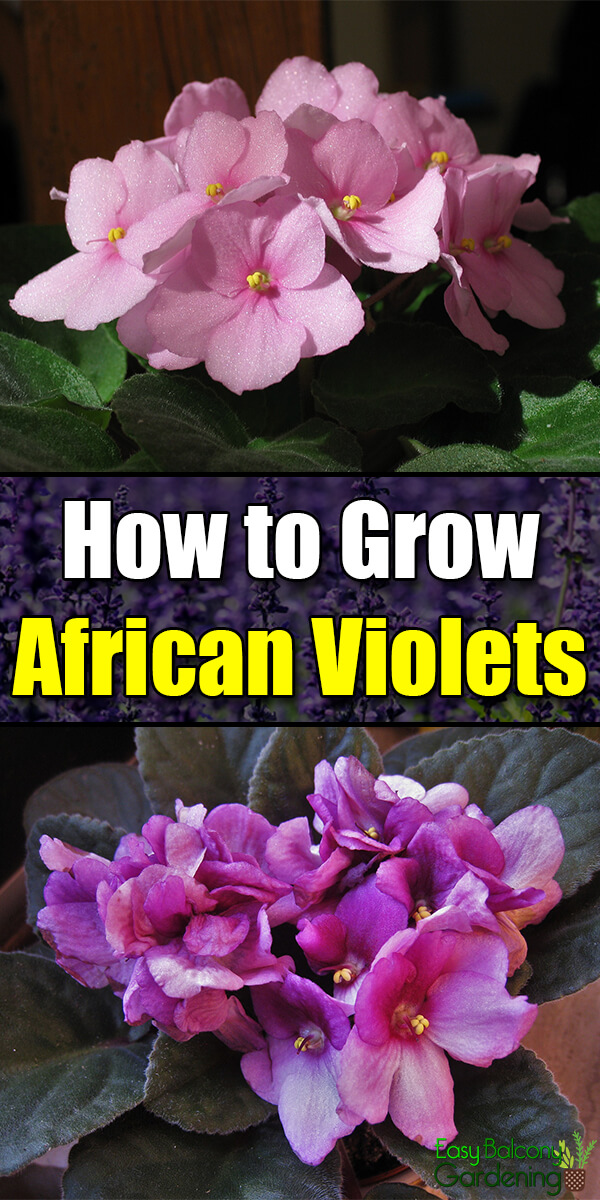 How to Grow African Violets - Easy Balcony Gardening