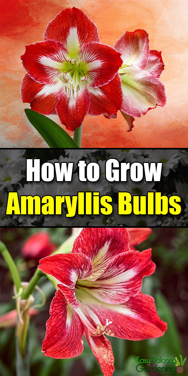 How to Grow Amaryllis Bulbs - Easy Balcony Gardening