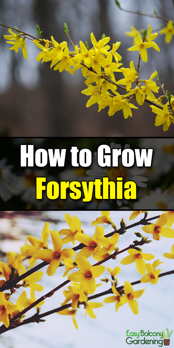 How to Grow Forsythia - Easy Balcony Gardening