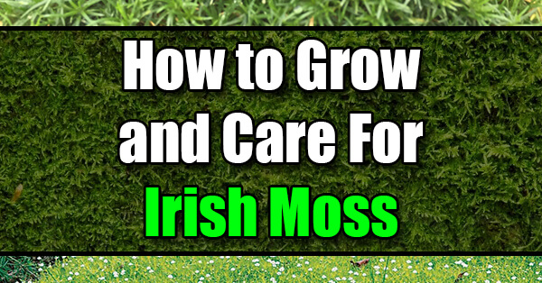 How to Grow and Care for Irish Moss