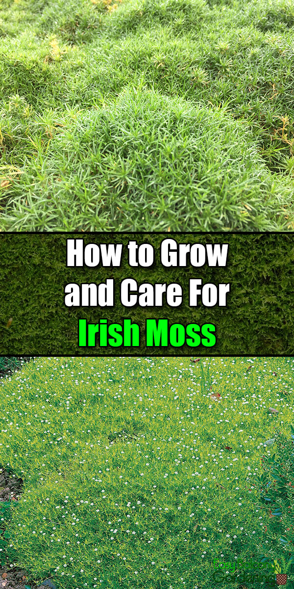 How to Grow and Care For Irish Moss - Easy Balcony Gardening