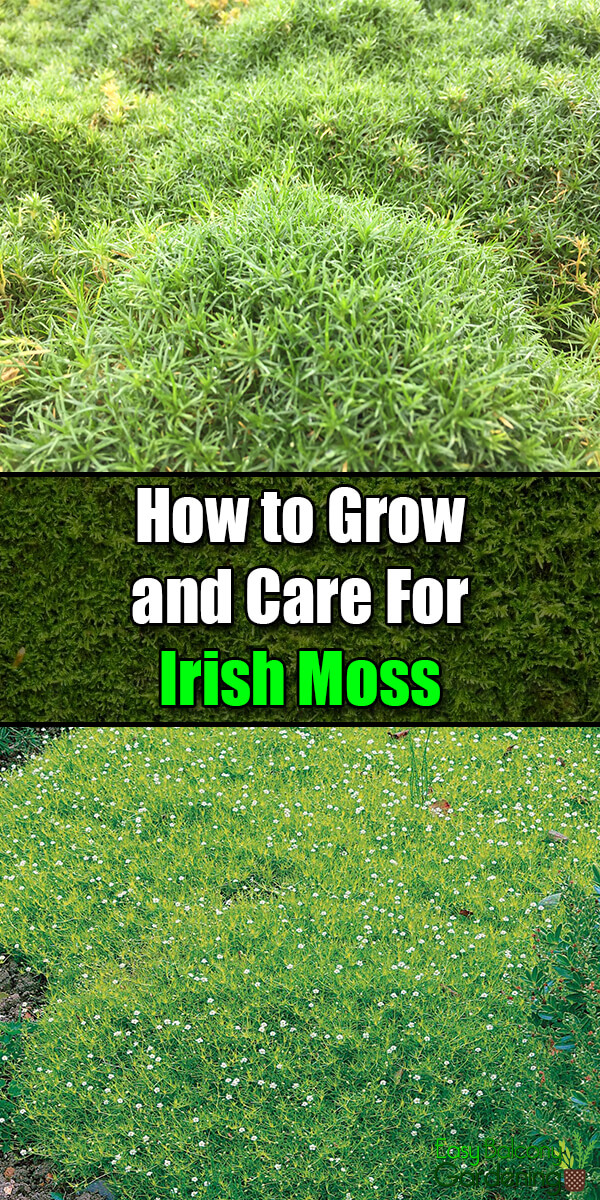 How to Grow and Care for Irish Moss