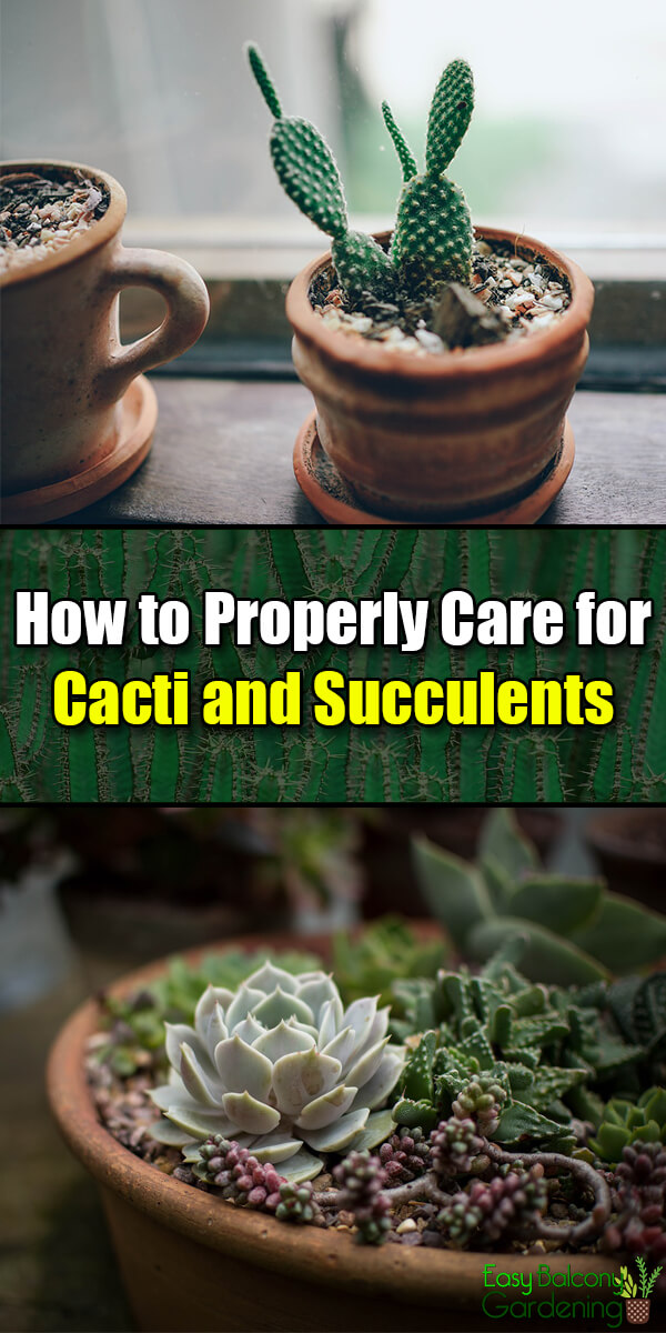 How to Properly Care for Cacti and Succulents - Easy Balcony Gardening