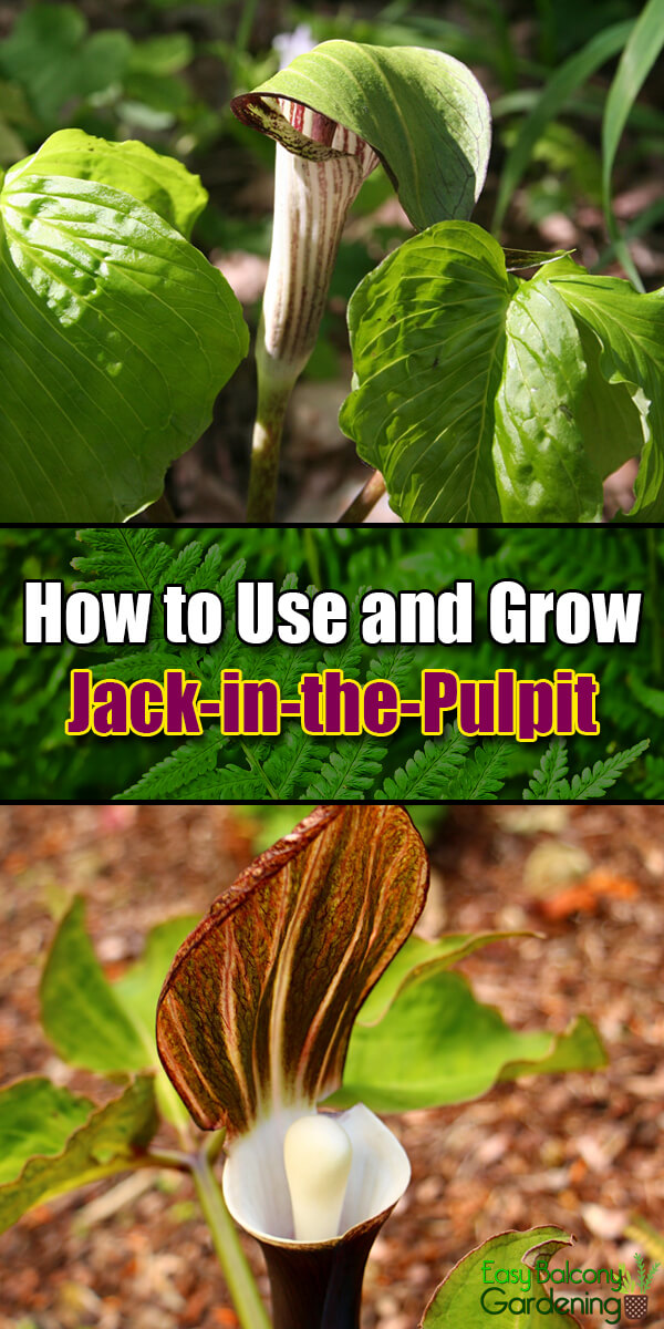 How to Use and Grow Jack-in-the-Pulpit - Easy Balcony Gardening