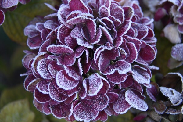 frosty hydrangea