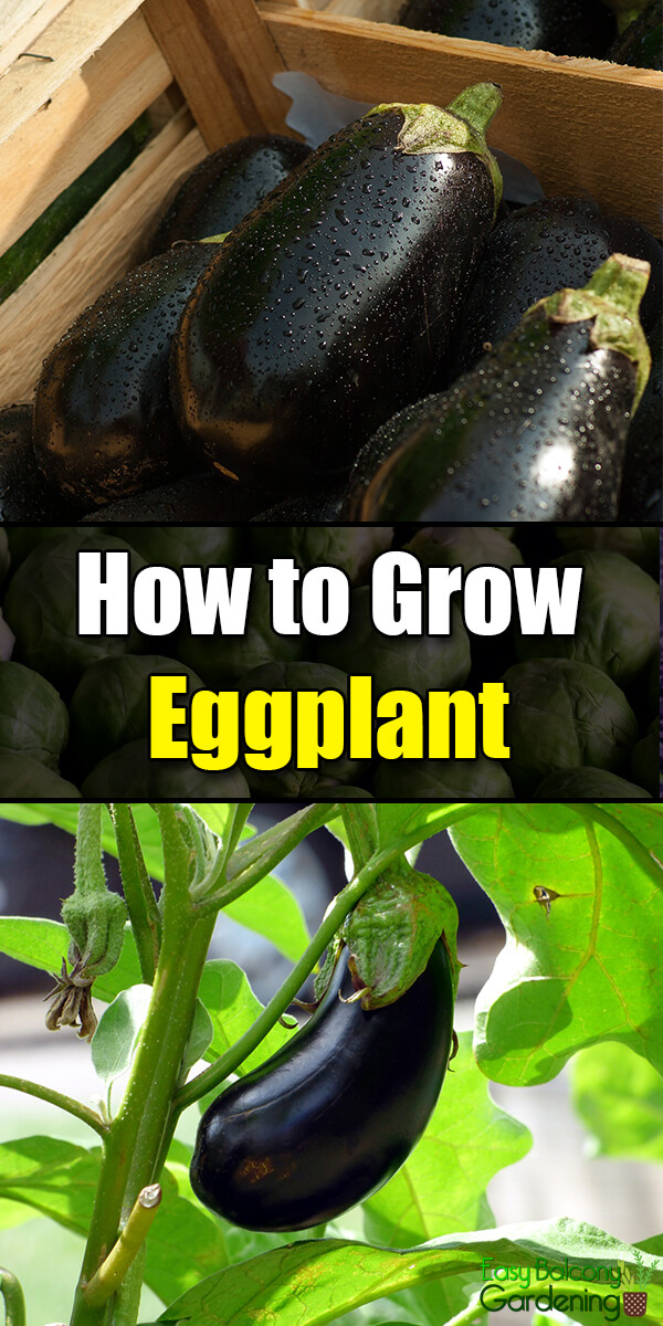 How to Grow Eggplant - Easy Balcony Gardening