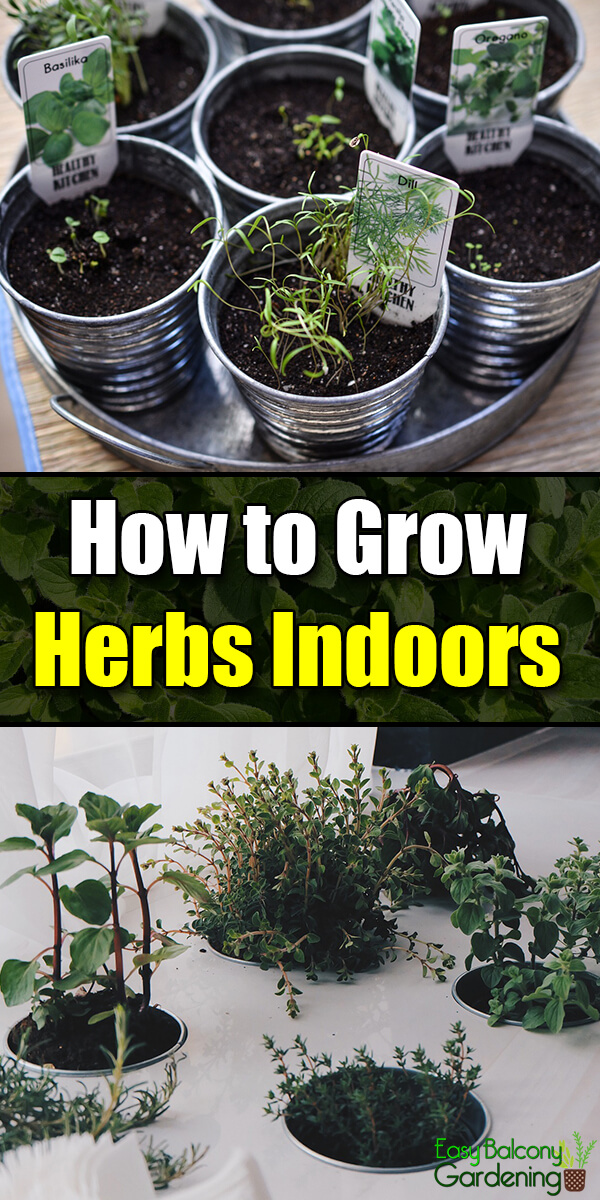 How to Grow Herbs Indoors - Easy Balcony Gardening