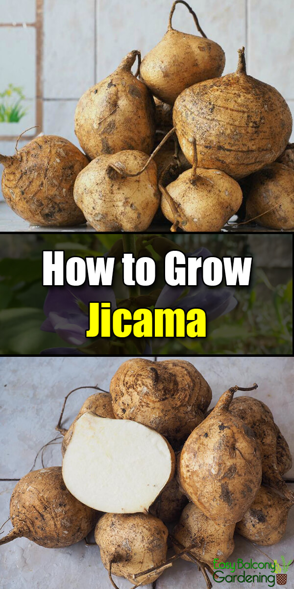 How to Grow Jicama - Easy Balcony Gardening