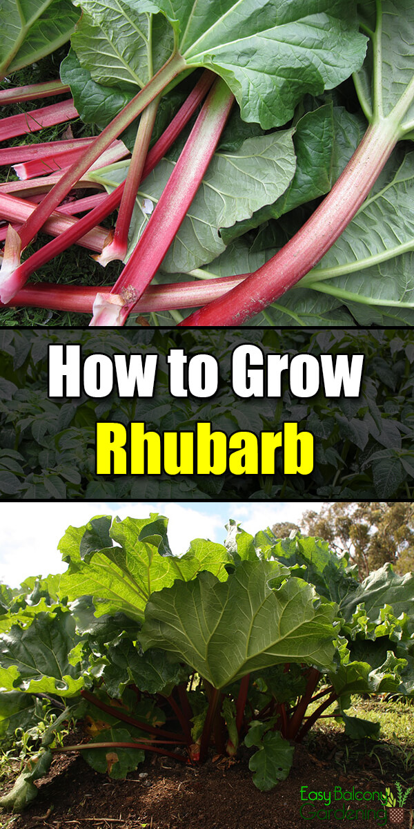 How to Grow Rhubarb - Easy Balcony Gardening
