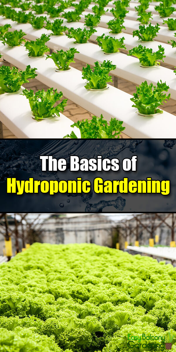 The Basics of Hydroponic Gardening