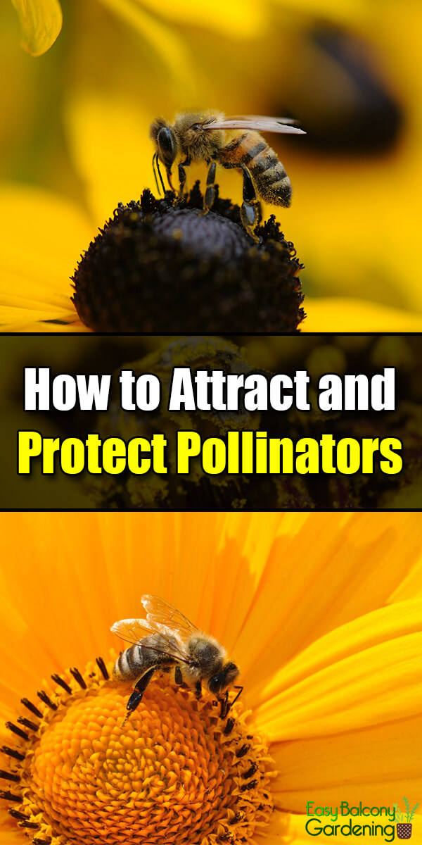 How to Attract and Protect Pollinators - Easy Balcony Gardening