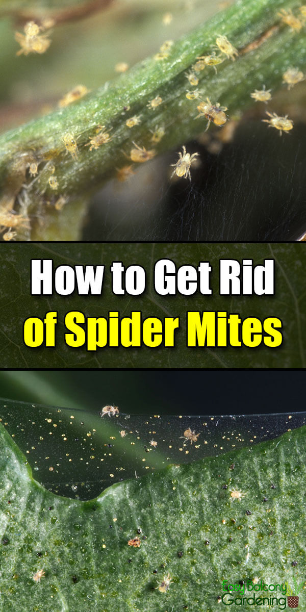 How To Get Rid Of Spider Mites Easy Balcony Gardening