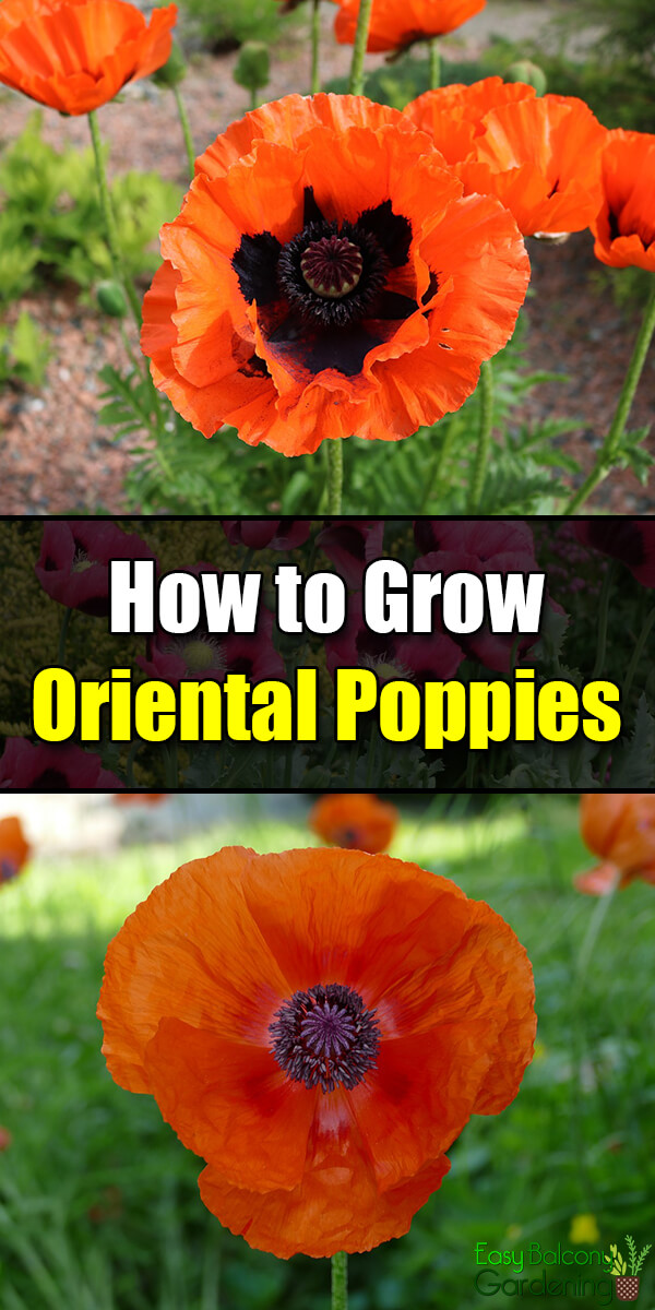 How to Grow Oriental Poppies - Easy Balcony Gardening