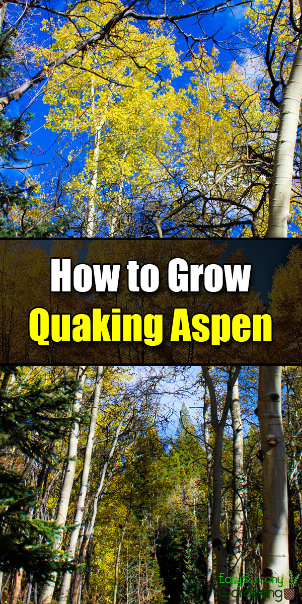 How to Grow Quaking Aspen - Easy Balcony Gardening