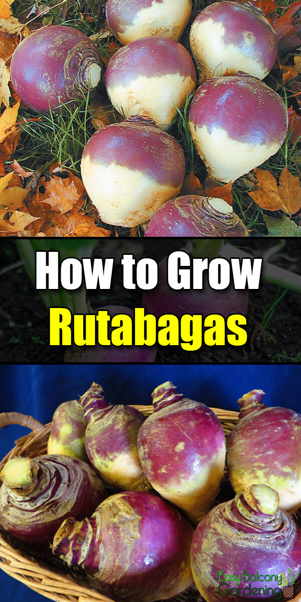 How to Grow Rutabagas - Easy Balcony Gardening