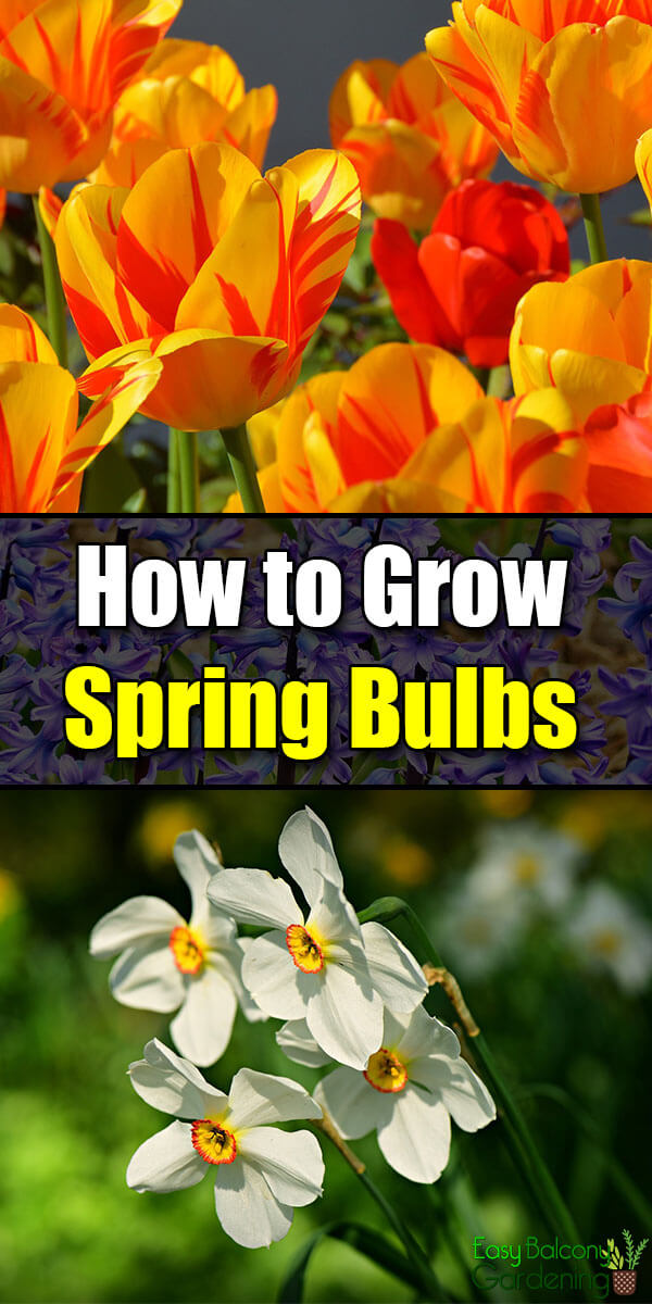 How to Grow Spring Bulbs - Easy Balcony Gardening