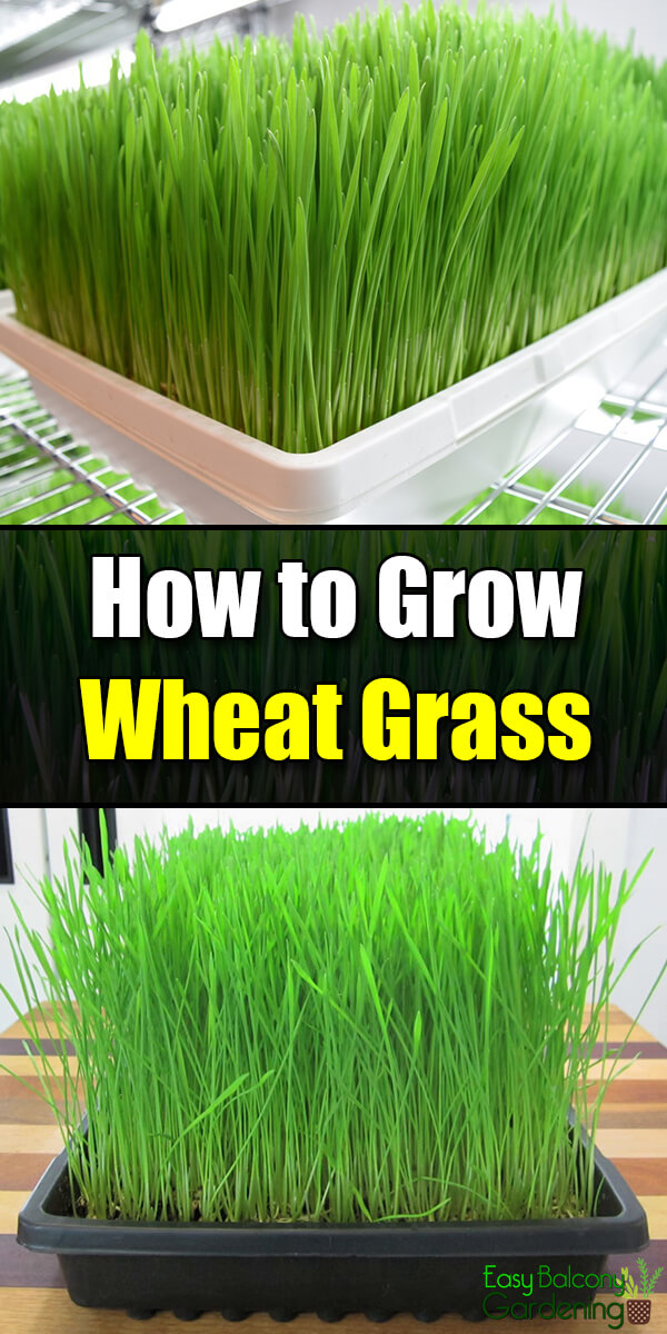 How to on sale grow wheatgrass