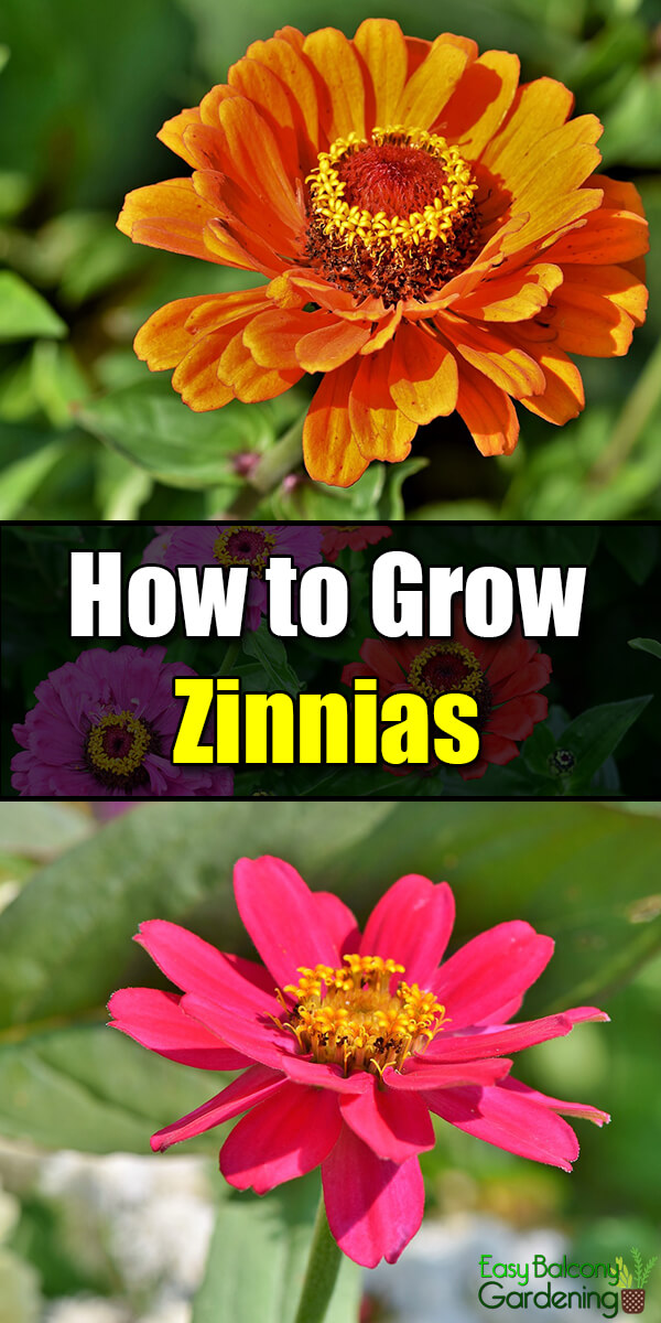 How to Grow Zinnias - Easy Balcony Gardening