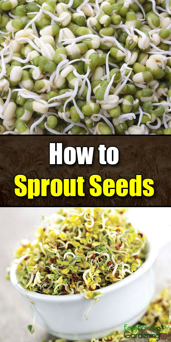 How to Sprout Seeds - Easy Balcony Gardening
