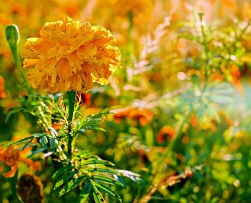 How Much Sun Do Marigolds Need Easy, How Much Sun Is Shade