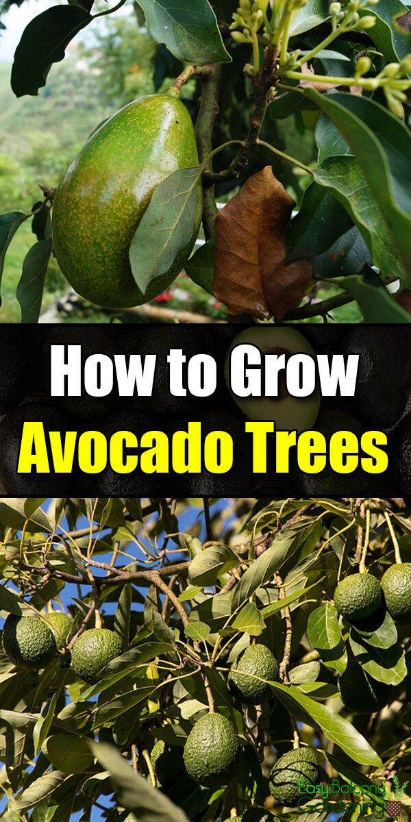 How to Grow Avocado Trees