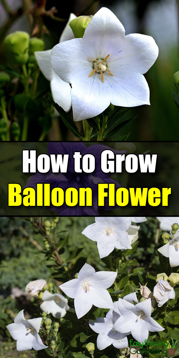 How to Grow Balloon Flower Easy Balcony Gardening