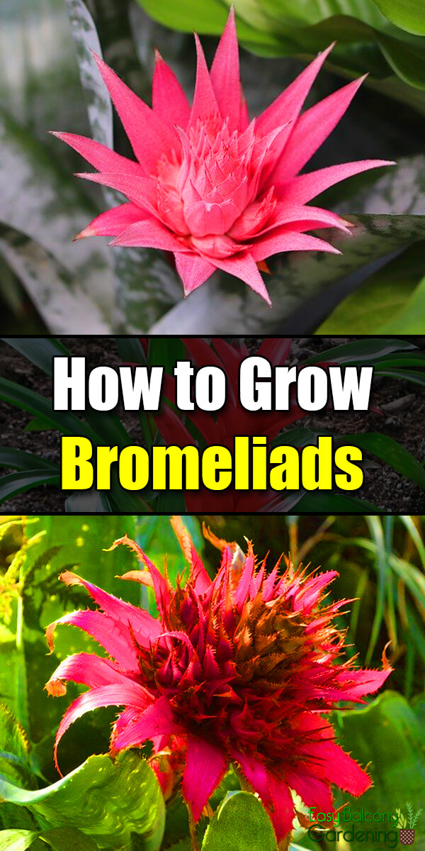 How to Grow Bromeliads