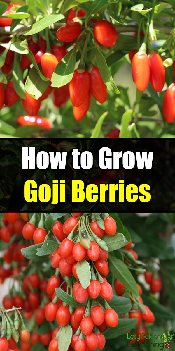 How to Grow Goji Berries - Easy Balcony Gardening