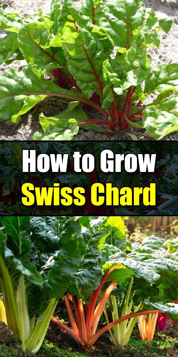 How to Grow Swiss Chard