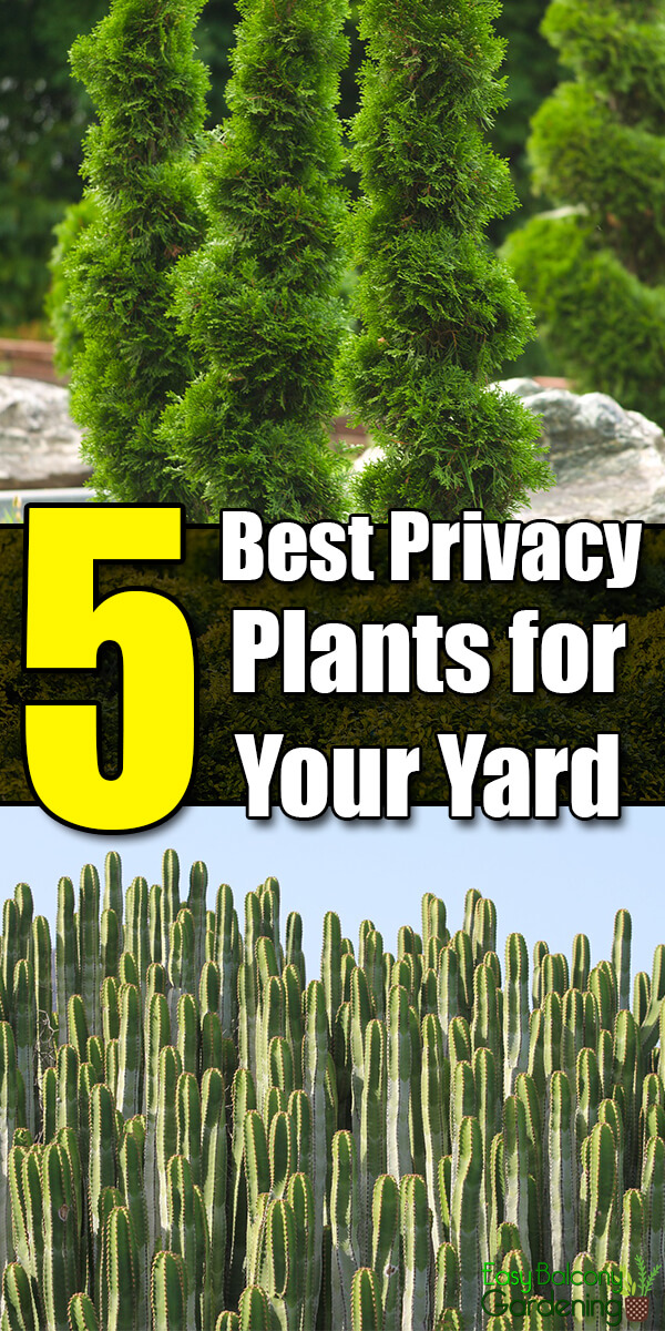 5 Best Plants For Privacy In Your Yard Easy Balcony Gardening