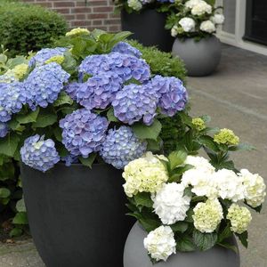 180 Container Gardening Ideas and Inspiration - Easy Balcony Gardening #containergarden #containergardening #indoorgardening