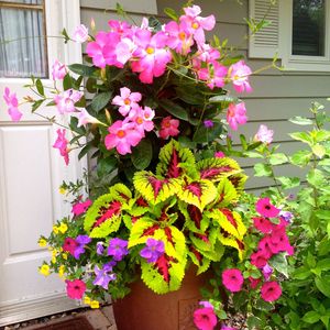 180 Container Gardening Ideas and Inspiration - Easy Balcony Gardening #containergarden #containergardening #indoorgardening